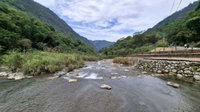 栽植肖楠